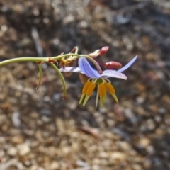 Dianella sp. aff. longifolia (Benambra) (Pale Flax Lily, Blue Flax Lily) at Molonglo Valley, ACT - 17 Dec 2015 by galah681