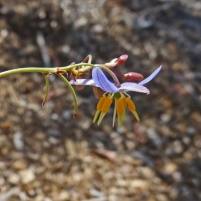 Dianella sp. aff. longifolia (Benambra) (Pale Flax Lily, Blue Flax Lily) at Molonglo Valley, ACT - 16 Dec 2015 by galah681