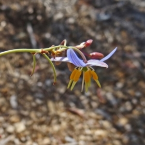 Dianella sp. aff. longifolia (Benambra) at Molonglo Valley, ACT - 17 Dec 2015