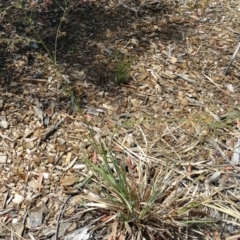 Dianella sp. aff. longifolia (Benambra) at Molonglo Valley, ACT - 17 Dec 2015