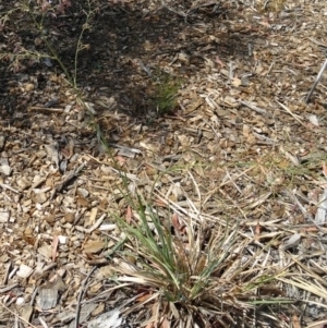 Dianella sp. aff. longifolia (Benambra) at Molonglo Valley, ACT - 17 Dec 2015