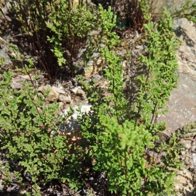 Cheilanthes sieberi (Rock Fern) at Molonglo Valley, ACT - 17 Dec 2015 by galah681