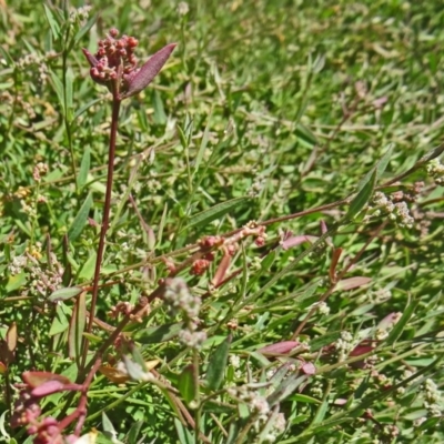 Einadia nutans (Climbing Saltbush) at Sth Tablelands Ecosystem Park - 16 Dec 2015 by galah681