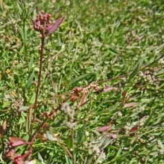 Einadia nutans (Climbing Saltbush) at Molonglo Valley, ACT - 16 Dec 2015 by galah681