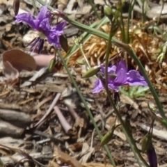 Arthropodium fimbriatum (Nodding Chocolate Lily) at Molonglo Valley, ACT - 17 Dec 2015 by galah681