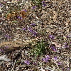 Arthropodium fimbriatum at Molonglo Valley, ACT - 17 Dec 2015