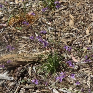 Arthropodium fimbriatum at Molonglo Valley, ACT - 17 Dec 2015