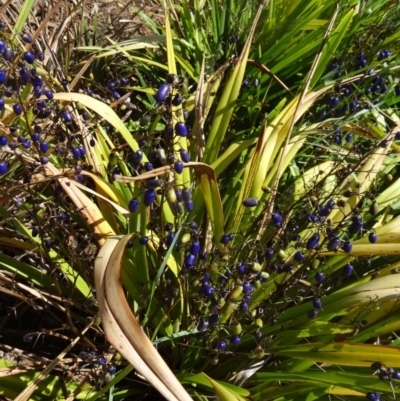 Dianella tasmanica (Tasman Flax Lily) at Sth Tablelands Ecosystem Park - 16 Dec 2015 by galah681