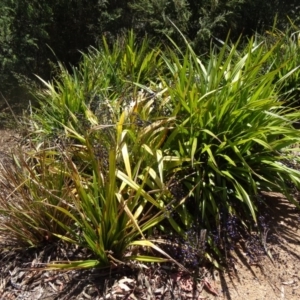 Dianella tasmanica at Molonglo Valley, ACT - 17 Dec 2015