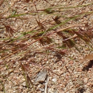 Themeda triandra at Molonglo Valley, ACT - 17 Dec 2015 10:14 AM