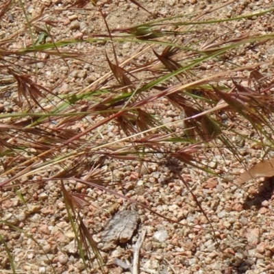 Themeda triandra (Kangaroo Grass) at Molonglo Valley, ACT - 17 Dec 2015 by galah681