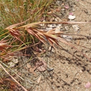 Themeda triandra at Molonglo Valley, ACT - 17 Dec 2015 10:14 AM