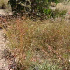 Themeda triandra at Molonglo Valley, ACT - 17 Dec 2015