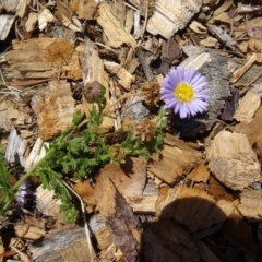 Calotis glandulosa (Mauve Burr-daisy) at Molonglo Valley, ACT - 17 Dec 2015 by galah681