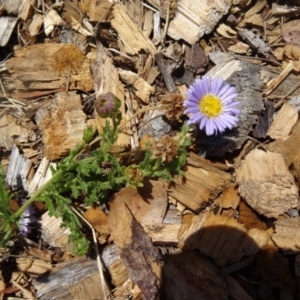 Calotis glandulosa at Molonglo Valley, ACT - 17 Dec 2015 10:15 AM