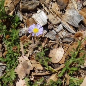 Calotis glandulosa at Molonglo Valley, ACT - 17 Dec 2015