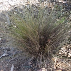 Poa sieberiana var. sieberiana (Snowgrass) at Molonglo Valley, ACT - 17 Dec 2015 by galah681