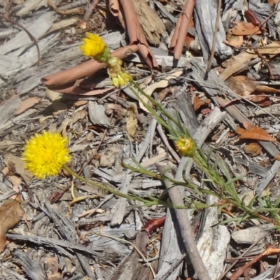 Rutidosis leptorhynchoides (Button Wrinklewort) at Molonglo Valley, ACT - 17 Dec 2015 by galah681