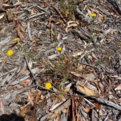 Rutidosis leptorhynchoides at Molonglo Valley, ACT - 17 Dec 2015 10:18 AM