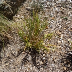 Carex fascicularis (Tassel Sedge) at Molonglo Valley, ACT - 16 Dec 2015 by galah681