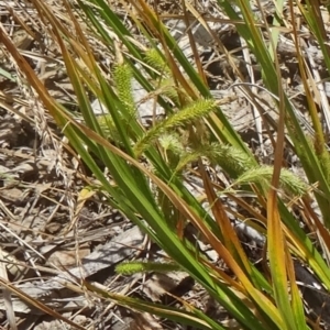 Carex fascicularis at Molonglo Valley, ACT - 17 Dec 2015 10:19 AM