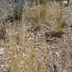 Austrostipa scabra (Corkscrew Grass, Slender Speargrass) at Sth Tablelands Ecosystem Park - 16 Dec 2015 by galah681