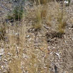 Austrostipa scabra (Corkscrew Grass, Slender Speargrass) at Molonglo Valley, ACT - 17 Dec 2015 by galah681