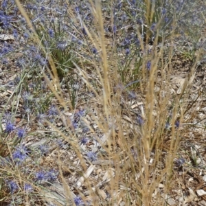 Austrostipa scabra at Molonglo Valley, ACT - 17 Dec 2015 10:20 AM