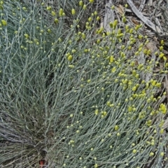 Calocephalus citreus (Lemon Beauty Heads) at Sth Tablelands Ecosystem Park - 16 Dec 2015 by galah681