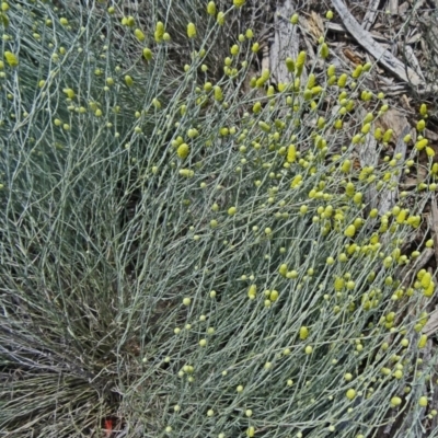 Calocephalus citreus (Lemon Beauty Heads) at Molonglo Valley, ACT - 17 Dec 2015 by galah681