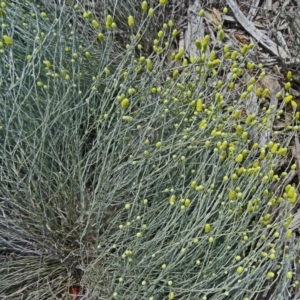 Calocephalus citreus at Molonglo Valley, ACT - 17 Dec 2015
