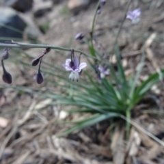 Arthropodium milleflorum (Vanilla Lily) at Molonglo Valley, ACT - 17 Dec 2015 by galah681