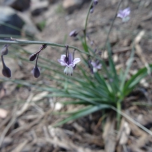 Arthropodium milleflorum at Molonglo Valley, ACT - 17 Dec 2015 10:23 AM