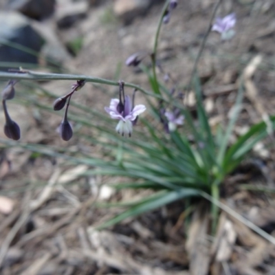 Arthropodium milleflorum (Vanilla Lily) at Sth Tablelands Ecosystem Park - 16 Dec 2015 by galah681