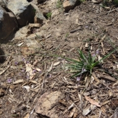 Arthropodium milleflorum at Molonglo Valley, ACT - 17 Dec 2015 10:23 AM