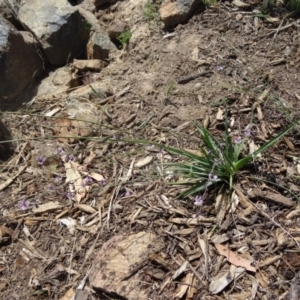 Arthropodium milleflorum at Molonglo Valley, ACT - 17 Dec 2015 10:23 AM