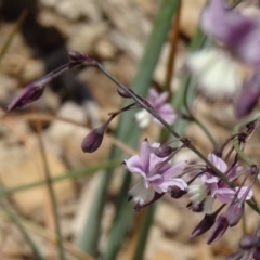 Arthropodium milleflorum (Vanilla Lily) at Molonglo Valley, ACT - 16 Dec 2015 by galah681