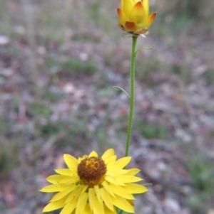 Xerochrysum viscosum at Nicholls, ACT - 28 Nov 2015 01:50 PM