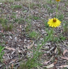 Xerochrysum viscosum at Nicholls, ACT - 28 Nov 2015 01:50 PM