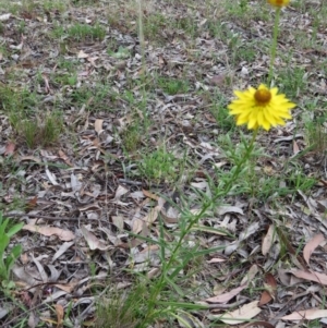 Xerochrysum viscosum at Nicholls, ACT - 28 Nov 2015 01:50 PM