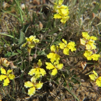 Goodenia hederacea subsp. hederacea (Ivy Goodenia, Forest Goodenia) at Nicholls, ACT - 28 Nov 2015 by gavinlongmuir