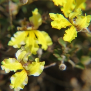 Goodenia hederacea subsp. hederacea at Nicholls, ACT - 28 Nov 2015 01:55 PM