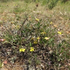 Goodenia hederacea subsp. hederacea at Nicholls, ACT - 28 Nov 2015 01:55 PM