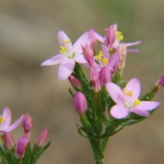 Centaurium erythraea (Common Centaury) at Nicholls, ACT - 28 Nov 2015 by gavinlongmuir