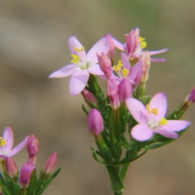 Centaurium erythraea (Common Centaury) at Percival Hill - 28 Nov 2015 by gavinlongmuir