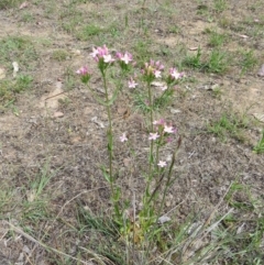 Centaurium erythraea at Nicholls, ACT - 28 Nov 2015