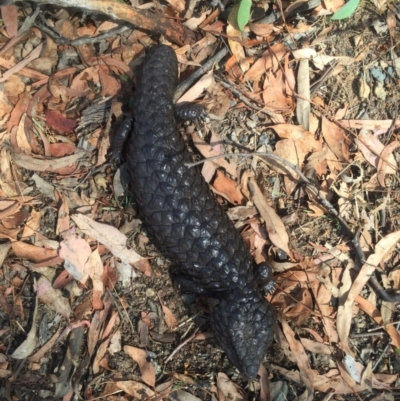 Tiliqua rugosa (Shingleback Lizard) at Mount Majura - 1 Jan 2016 by AaronClausen