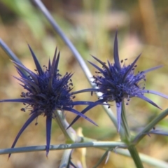 Eryngium ovinum (Blue Devil) at Percival Hill - 12 Dec 2015 by gavinlongmuir