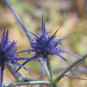 Eryngium ovinum at Nicholls, ACT - 12 Dec 2015