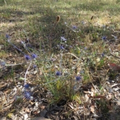 Eryngium ovinum at Nicholls, ACT - 12 Dec 2015 02:51 PM